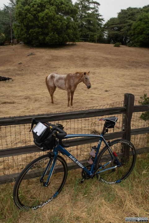 Incontri equini lungo la strada.