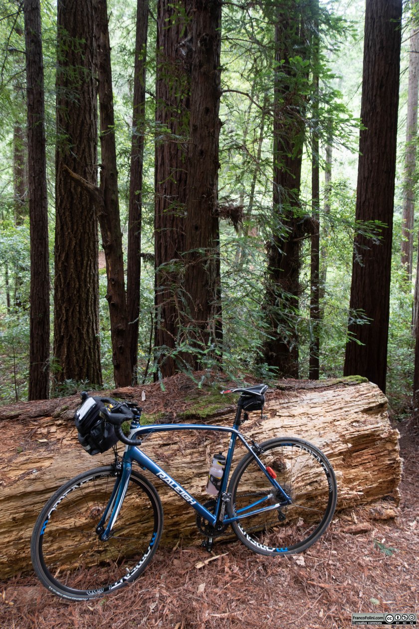 Ancora tra le sequoie del Samuel P. Taylor State Park