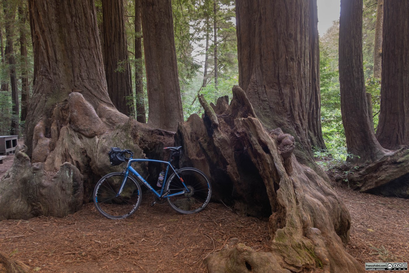 Tra le sequoie del Samuel P. Taylor State Park