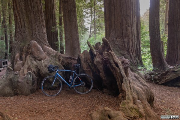 Tra le sequoie del Samuel P. Taylor State Park