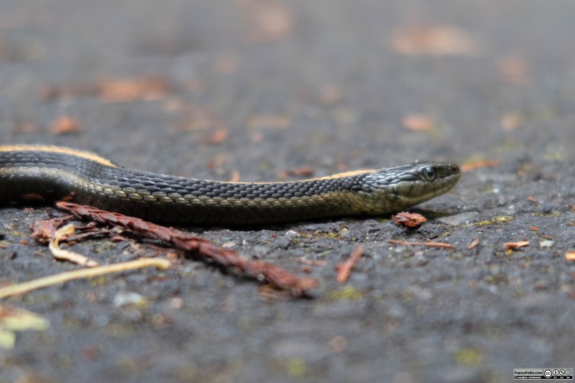 Un Garter Snake acquatico (Thamnophis atratus) attraversa la pista ciclabile nel Samuel P. Taylor State Park