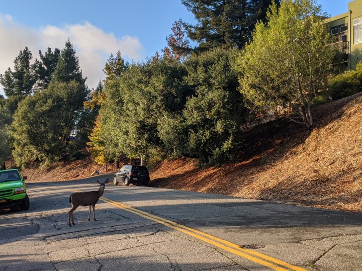 Sulle colline di Oakland California, è normale incrociare animali come cerbiatti e tacchini. Entrambi possono creare dei problemi ai ciclisti a causa della loro imprevedibilità.