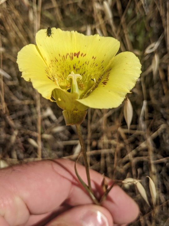 Yellow Mariposa Lily (Calochortus luteus)