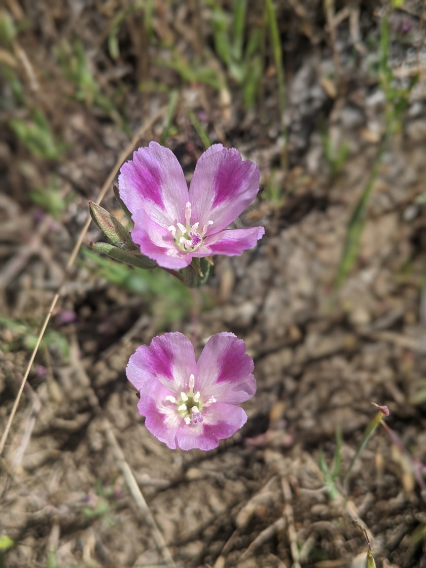 Winecup Clarkia (Clarkia purpurea) 