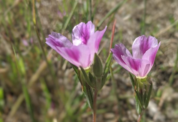 Winecup Clarkia (Clarkia purpurea)