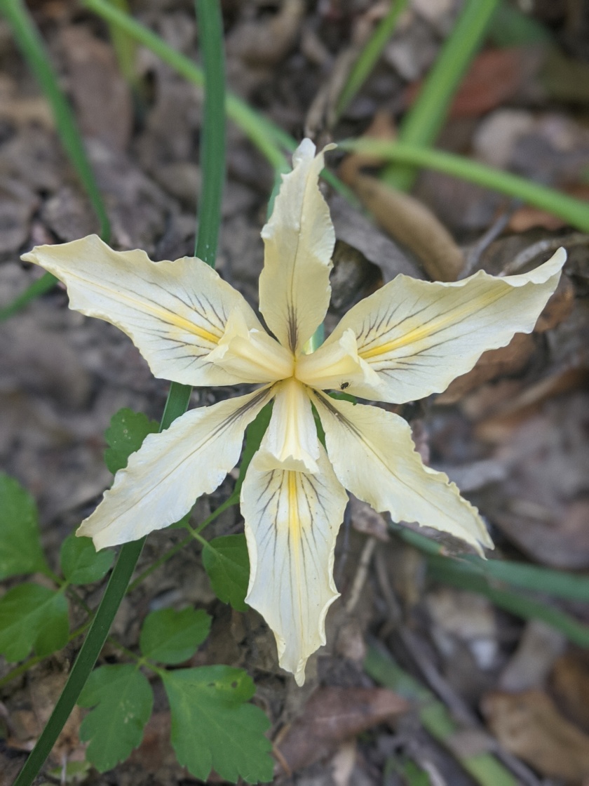 Fernald's Iris (Iris fernaldii)