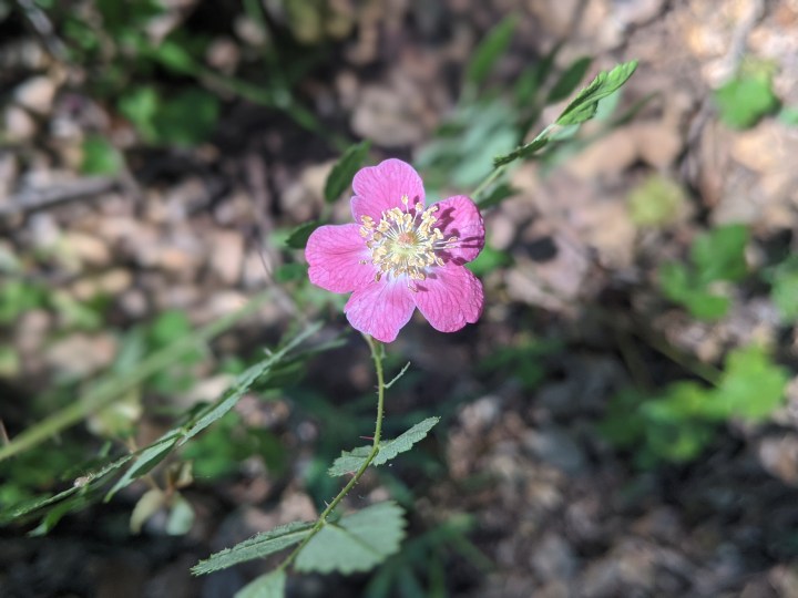 Baldhip Rose (Rosa gymnocarpa)