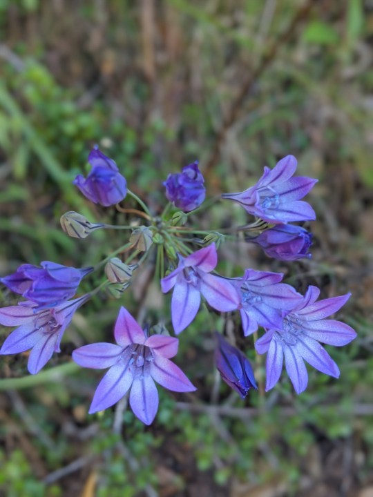 Ithuriel's Spear (Triteleia laxa)