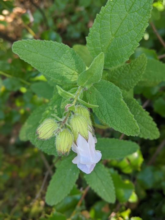 California Pitcher Sage (Lepechinia calycina)