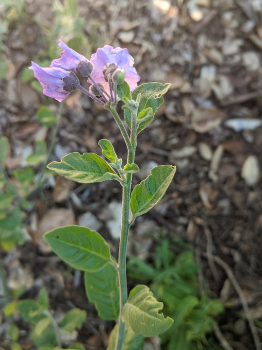 Bluewitch Nightshade (Solanum umbelliferum)