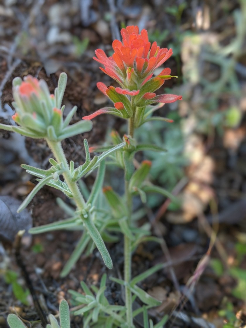 Woolly Indian Paintbrush (Castilleja foliolosa)