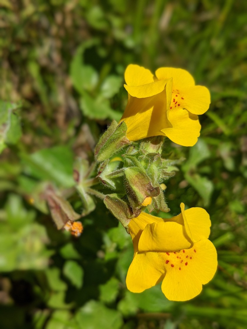 Seep Monkeyflower (Erythranthe guttata)