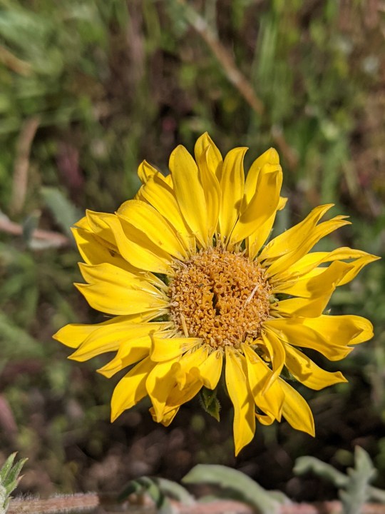 Hairy Gumweed (Grindelia hirsutula)