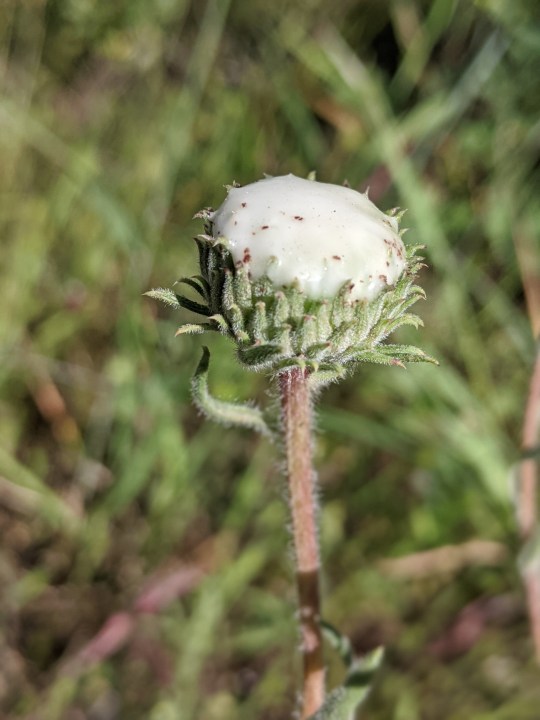 Hairy Gumweed (Grindelia hirsutula)