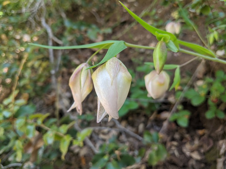 White Globe Lily (Calochortus albus)
