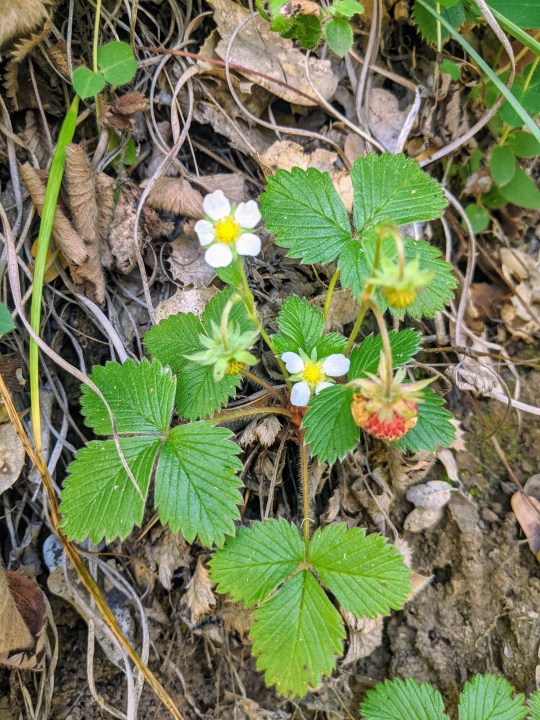 Wild Strawberry (Fragaria vesca)