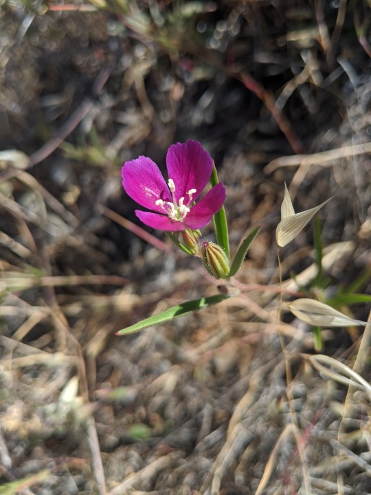 Winecup Clarkia (Clarkia purpurea)