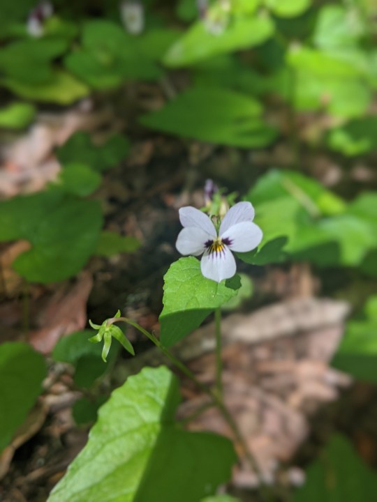 Western Heart's Ease (Viola ocellata)