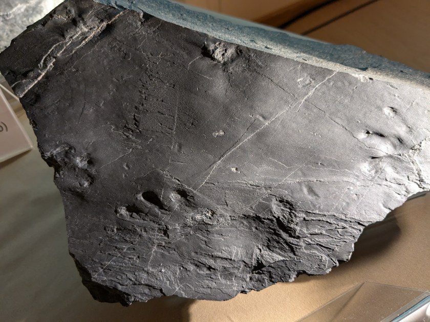 Tracce fossili su una roccia della Val d'Ambria esposta presso il Parco delle Orobie Valtellinesi.